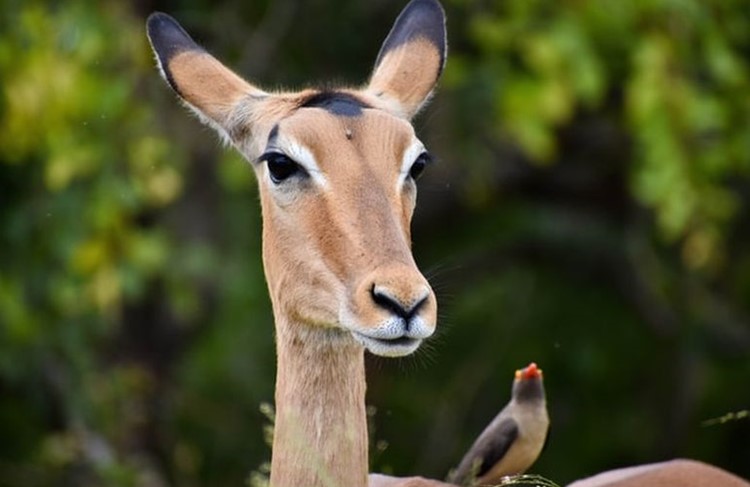 photo of Safari - Selous Game Reserve